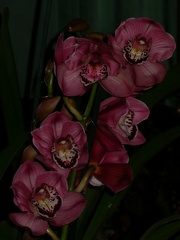 orchid cymbidium DSCN6688.JPG