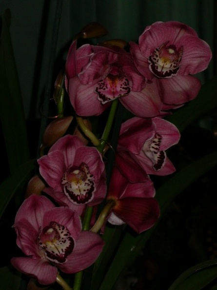 orchid_cymbidium_DSCN6688.jpg