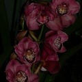 orchid cymbidium DSCN6688.JPG