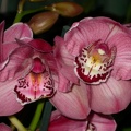 orchid cymbidium DSCN6689.JPG