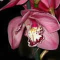 orchid cymbidium DSCN6692.JPG