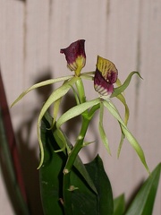 orchid encyclia cochleata DSCN6695.JPG