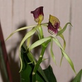 orchid encyclia cochleata DSCN6695.JPG