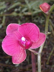 orchid phalaenopsis  l DSCN6346.JPG