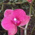 orchid phalaenopsis  l DSCN6346.JPG