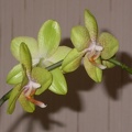 orchid phalaenopsis  m DSCN6694.JPG