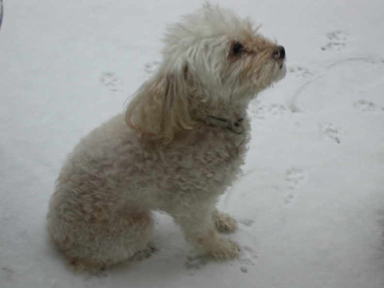 je n'aime vraiment pas la neige !