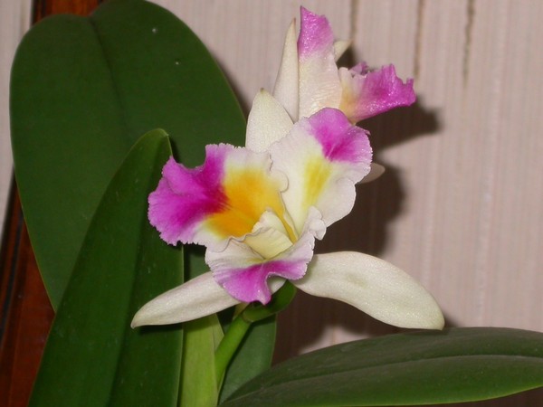 orchid_cattleya_DSCN6674.jpg