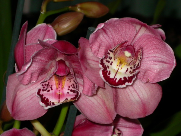 orchid_cymbidium_DSCN6689.jpg