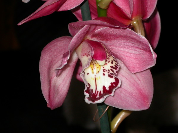 orchid_cymbidium_DSCN6692.jpg