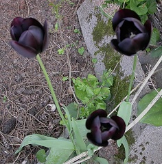 tulipe noire 0619