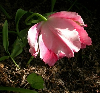 tulipe rose et rose 0867