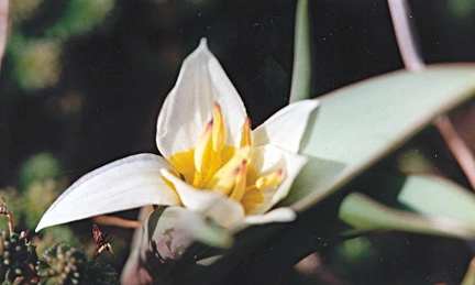 tulipe turkestanica