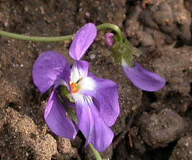 violette 4423