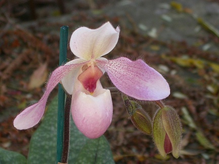 orchid paphiopedilium 5647.JPG
