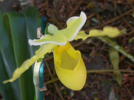 orchid paphiopedilium j 5642.JPG
