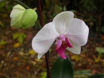 phalaenopsis 5691.JPG