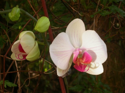 phalaenopsis 5701.JPG