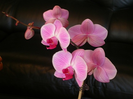 orchid phalaenopsis r5763.JPG