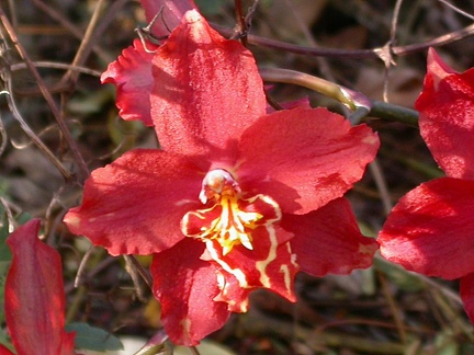 orchid cambria 5976.JPG