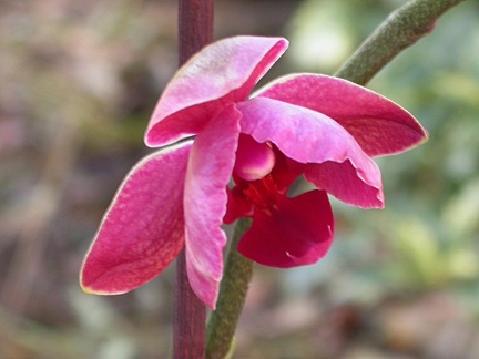 orchid phalaenopsis  l 6222.JPG