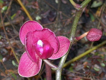 orchid phalaenopsis  l 6225.JPG