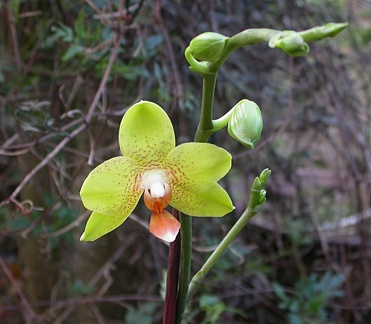 orchid phalaenopsis m 6211.JPG