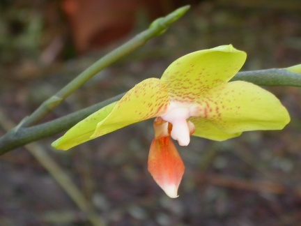 orchid phalaenopsis  m 6227.JPG