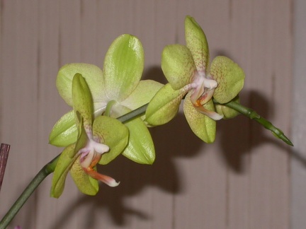orchid phalaenopsis  m DSCN6694.JPG